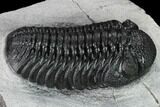 Boeckops Trilobite - Top Quality Specimen #165466-5